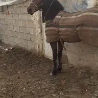 نریان نوه بن طوطی