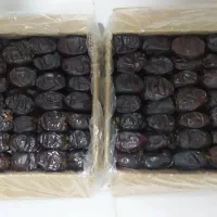 خرمای تازه برداشت شده