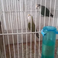 طوطی برزیلی