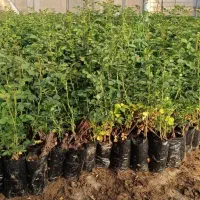نهال‌‌کیسه‌ای‌گل‌محمدی‌مرغوب‌کاشان
