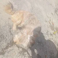 سگ خانگی|سگ|سقز, |دیوار