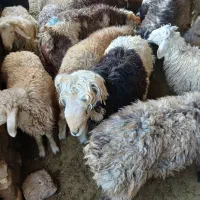 بره نر پرواری