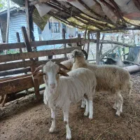 گوسفند زنده از۲۰کیلو تا ۹۰ کیلویی