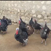 بوقلمون محلی