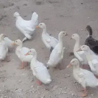 اردک