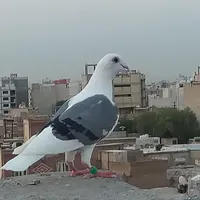 نر و ماده پلاکی دوخط سبز و دوکت سیاه پلاکی|پرنده|اندیمشک, |دیوار