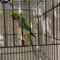 ملنگو ماده