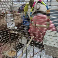 مرغ عشق جفت با قفس|پرنده|ری, دولتآباد|دیوار