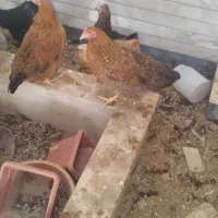 مرغ جوان تخم گذار|حیوانات مزرعه|شاهین‌شهر, مخابرات (شهید بهشتی)|دیوار