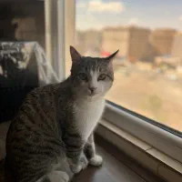 واگذاری گربه نر ۱۰ ماهه حمایتی رایگان