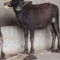 گوساله گاو میش