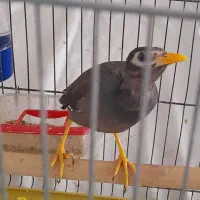 جوجه مینا|پرنده|اصفهان, برزان|دیوار