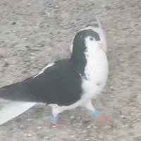 کفتر بومب شانزده تا نرساده پرشی