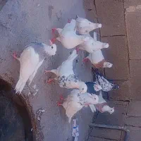 فروش طوقی و فقط فقط معاوضه با گندم یا هفت دانه