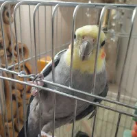 عروس|پرنده|قم, زنبیل آباد|دیوار