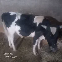 گاونر
