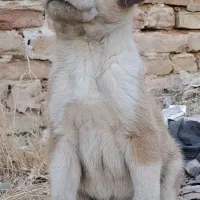 واگذاری سگ نگهبان|سگ|تهران, ارم|دیوار