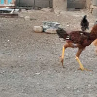 ۱۸ عدد جوجه مرندی خیلی خیلی چاق یک جوجه خروس لاری|حیوانات مزرعه|نیشابور, بنیاد شهید|دیوار