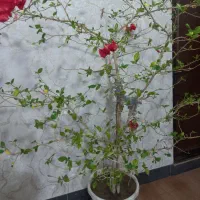 گل ختمی موقعیت قره ضیاءالدین|گل و گیاه طبیعی|قره ضیاالدین, |دیوار