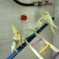 فروش عروس هلندی نر و ماده|پرنده|گرمسار, |دیوار