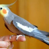 جوجه عروس هلندی سرلاکی