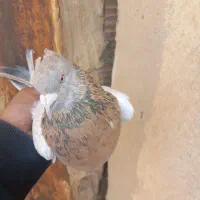 جوجه سرور گم شده