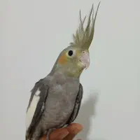 عروس هلندی ۳ماهه