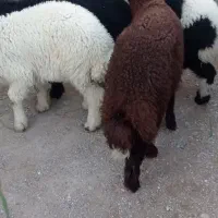 بره نر|حیوانات مزرعه|اهواز, منازل کارون|دیوار