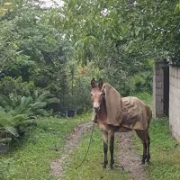 قاطر|اسب و تجهیزات اسب‌سواری|تنکابن, |دیوار