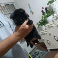 سگ پاکوتا|سگ|چناران, |دیوار