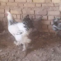 خروس برهما و تعدادی خروس معمولی و گلین|حیوانات مزرعه|اسفرورین, |دیوار