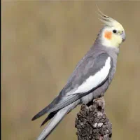 عروس هلندی گم شده