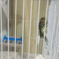 قناری فر آجی نر|پرنده|مشهد, کارمندان دوم|دیوار