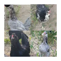 تخم نطفه دار گلین طوسی و پنگوئنی|حیوانات مزرعه|اصفهان, تیران|دیوار