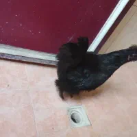 مرغ ابریشمی پنج انگشت تخم گذار