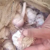 سیر|گل و گیاه طبیعی|شاهین دژ, |دیوار