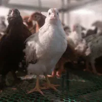 جوجه مرغ محلی اصیل