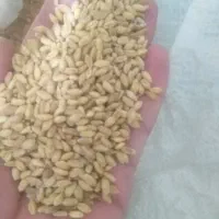 گندم دیمی