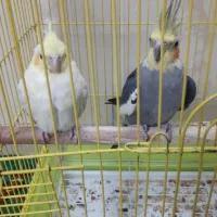 دو عدد عروس هلندی نر و ماده