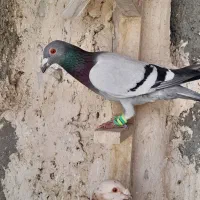 ۲۳تاکفتربمب به ضمانت پرش کهنه فریمان