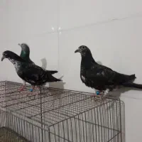 کبوتر ماده بزک سبز با جفت جوجه