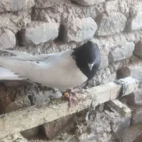 کبوتر کله ای