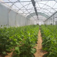 گلخانه باتمام امکانات درحاتولید