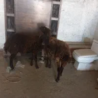 دوعددبره ماده
