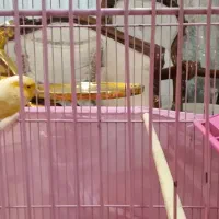 قناری نر سوپری درشت|پرنده|تهران, قصر فیروزه ۱|دیوار