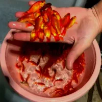 فروشی فوری ماهی قرمز زیر قیمت