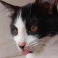 واگذاری گربه‌|گربه|گرگان, |دیوار