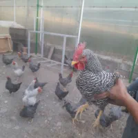 مرغ و خروس