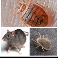 شرکت سم پاشی تار و مار