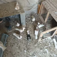 ۸ تا طوقی همه کاکلی پالخت دونه ۵۰۰|پرنده|نجف‌آباد, جلال آباد|دیوار